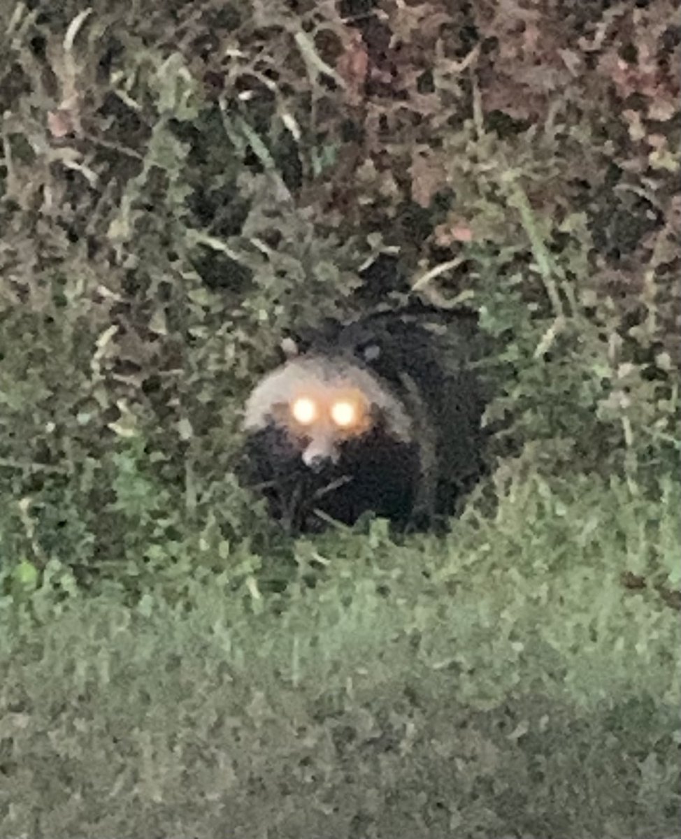 cwyang's tweet photo. 너구리 たぬき a raccoon greeted me on my way home. :-D https://t.co/PsJNdBI58T