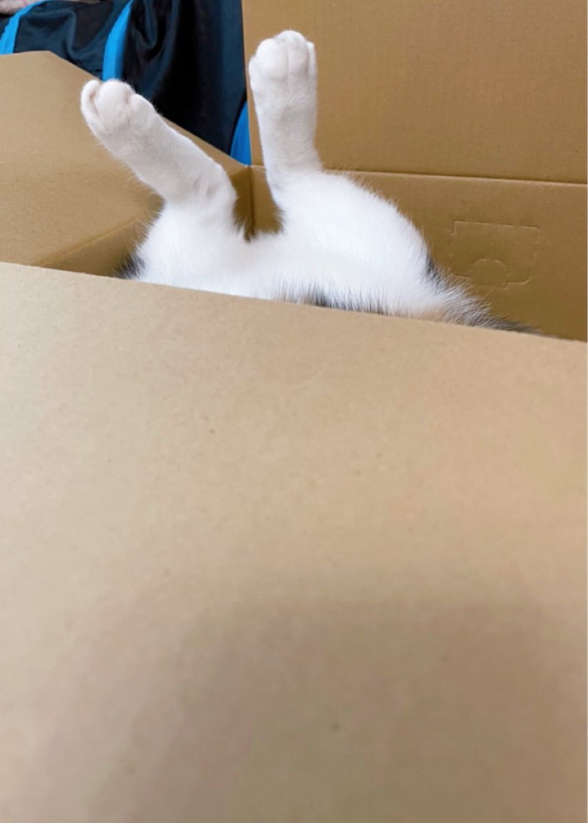 fDrwY9l2ufG3fs1's tweet photo. ん?うさぎちゃん?
#子猫 #猫 #ネコ #三毛猫 #キジトラ #可愛い #キュート #癒し #猫のいる暮らし #ねこのいる生活 #ねこだいすき #もふもふ #猫好きさんと繋がりたい #仲良し #prettycats #cats #catlover #catlove #catsphotos #cuteca #うさぎ #ダンボール https://t.co/N6Ua5oRbBT