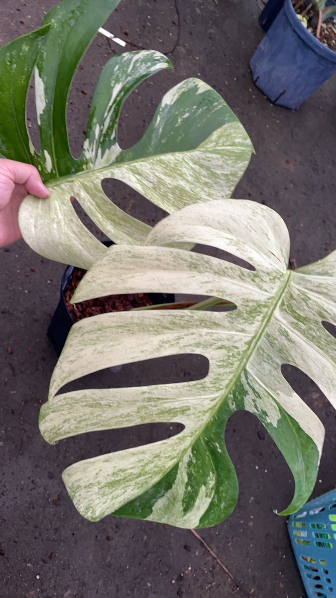 Monstera deliciosa mint Brazilian form