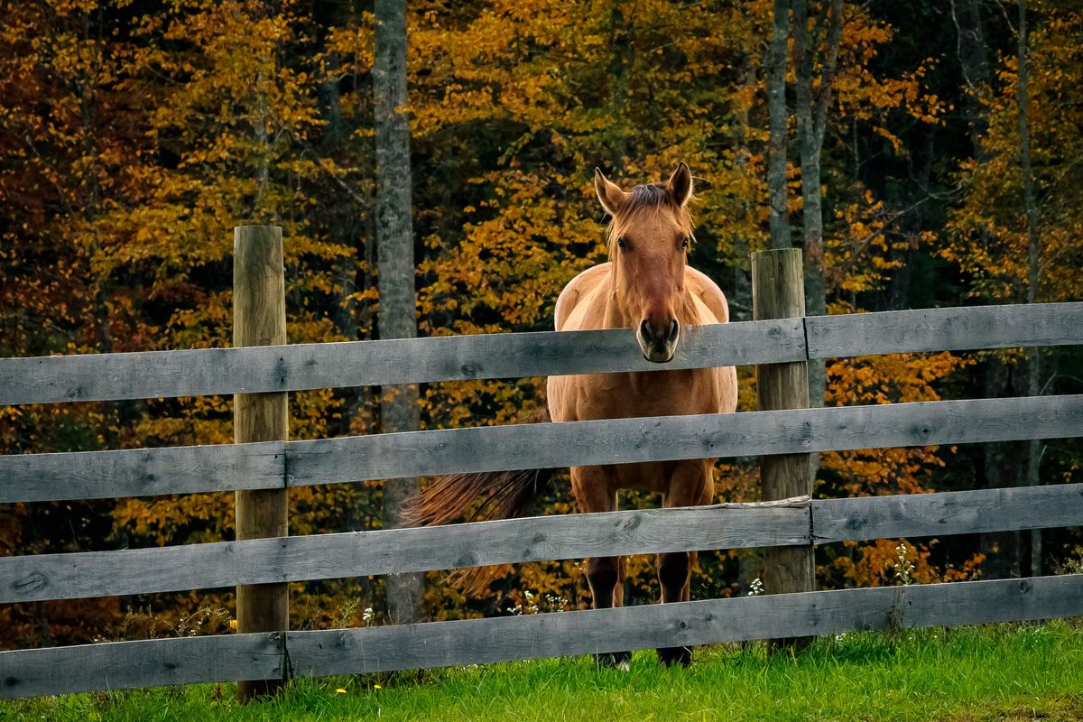 "Until one has loved an animal, a part of one's soul remains unawakened.".....💛🧡 

#nature #horse #kindness #life 🍂🐾