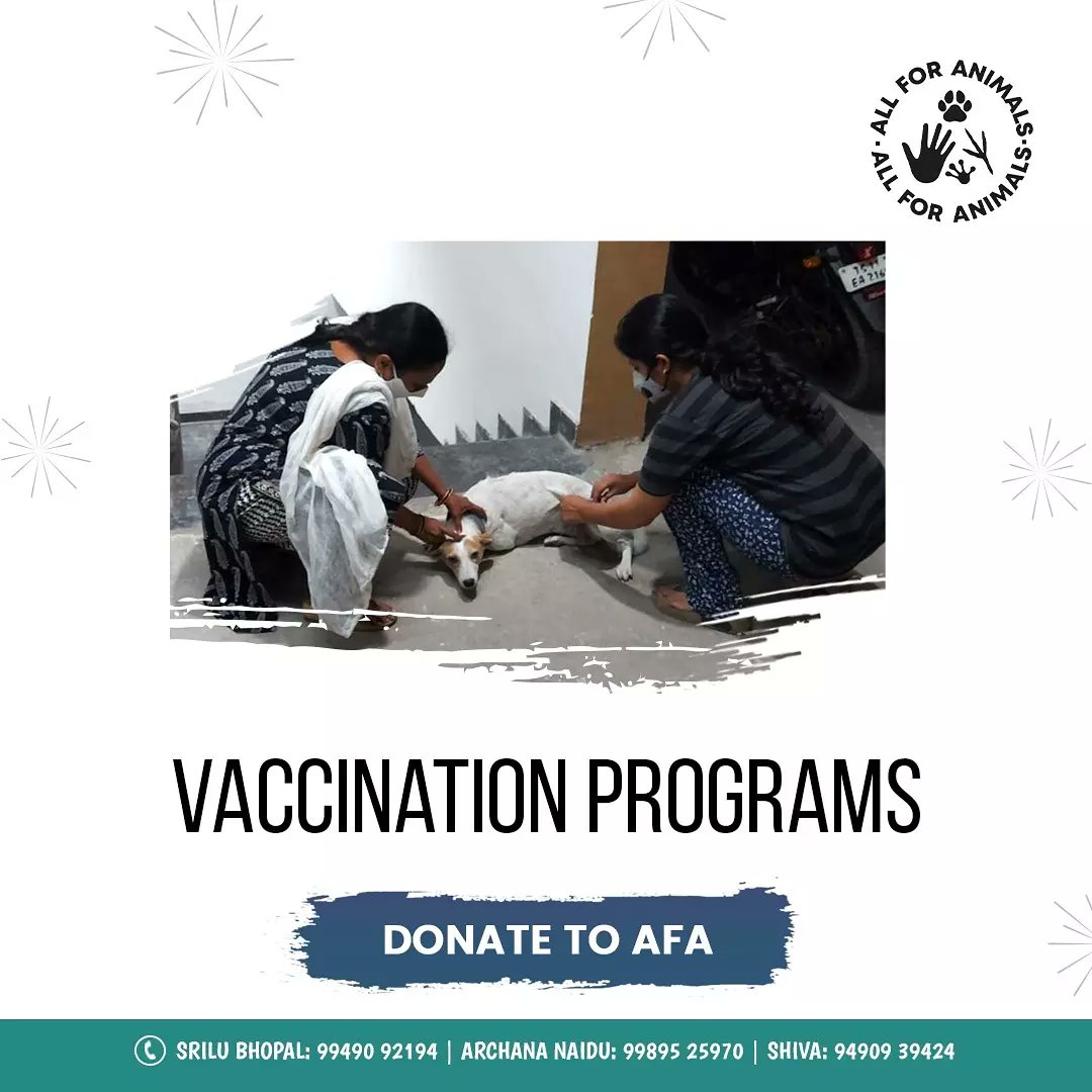 AllForAnimalsF1's tweet photo. 😺Vaccination programs:

 Quality healthcare is a basic right for all species! Vaccinated street animals are less likely to catch and pass diseases.

@Voiceofanimals1
@Archi0811 

#Diwali #Diwali2021 https://t.co/KJBMfU7VOa