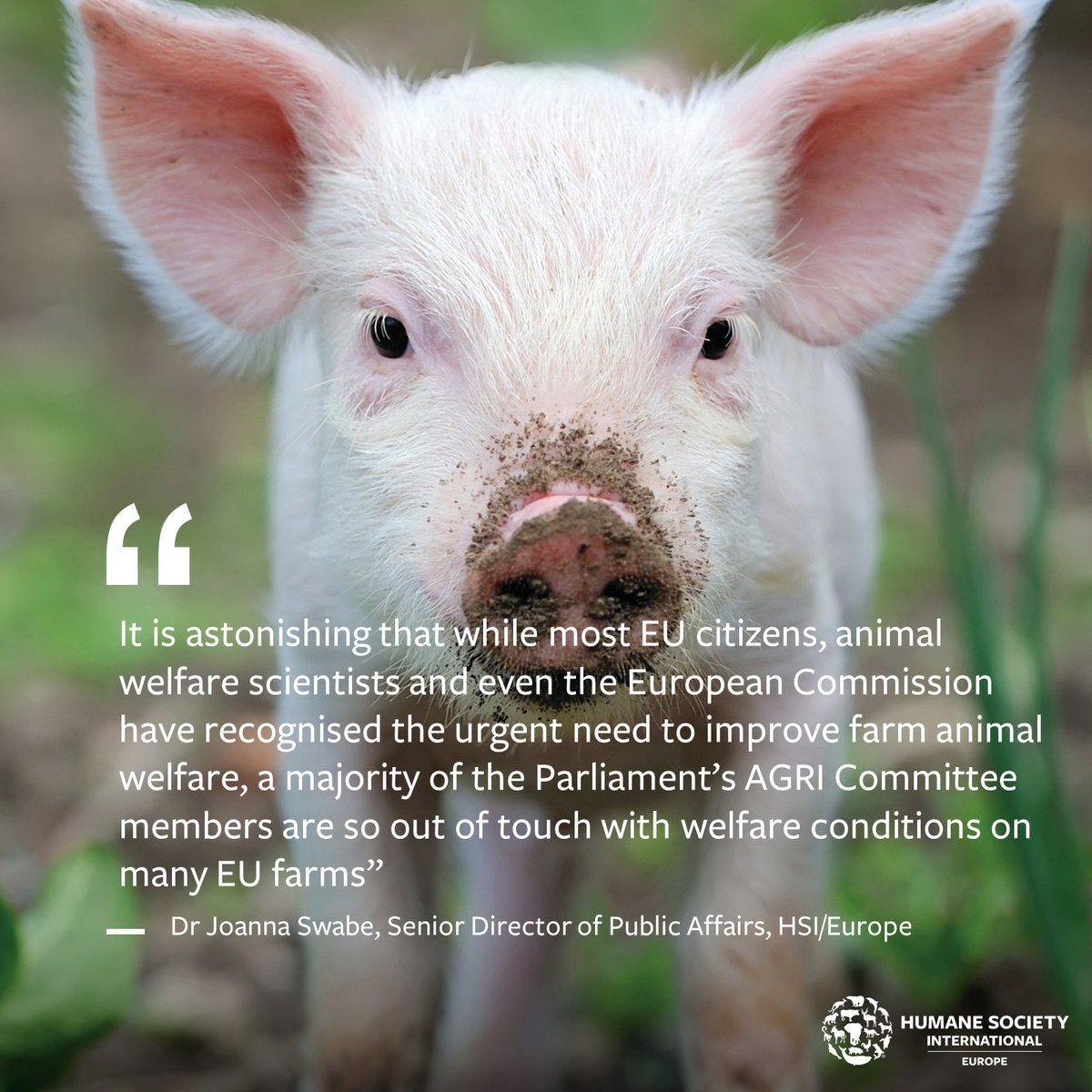 Pig, plus quote: “It is astonishing that while most EU citizens, animal welfare scientists and even the European Commission have recognised the urgent need to improve farm animal welfare, a majority of the Parliament’s AGRI Committee members are so out of touch with welfare conditions on many EU farms" Dr Joanna Swabe, HSI/Europe
