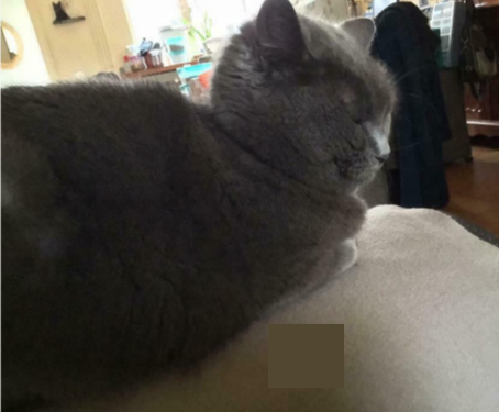 🔴 VERMIST: KAT JIP (chip)
gest. poes, grijs (medicatie nodig!!!)
#NIJMEGEN #GE  Waldeck Pyrmontsingel
#DHver 14/9/21 facebook.com/DeHerenigingGe…