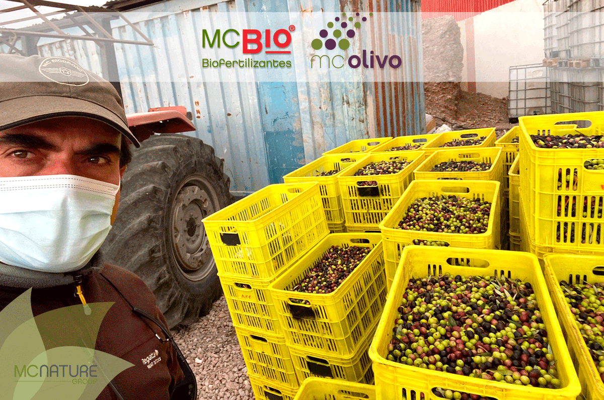 mcbiospain's tweet photo. ð±MC Olivo & MC Bio asesorando fincas en Irán en plena recolección de aceituna Arbequina y Koroneiki principalmente.
ð±Ãnete al impulso #MCBio. Agricultura sostenible y rentableâïž953 754 286
#MCNature #Agricultura #Ecológica #Ecológico #Oliva #Olive #Oil #OliveOil #Olivo #Olivar https://t.co/18ca224j9o