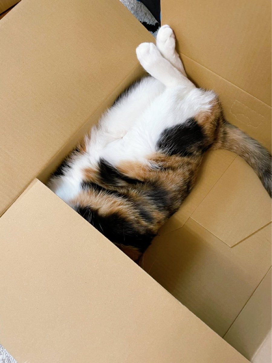 fDrwY9l2ufG3fs1's tweet photo. 今のお気に入りの箱でねんねだねー🥰
#子猫 #猫 #ネコ #三毛猫 #キジトラ #可愛い #キュート #癒し #猫のいる暮らし #ねこのいる生活 #ねこだいすき #もふもふ #猫好きさんと繋がりたい #仲良し #prettycats #cats #catlover #catlove #catsphotos #cuteca https://t.co/YkwEDoQJik