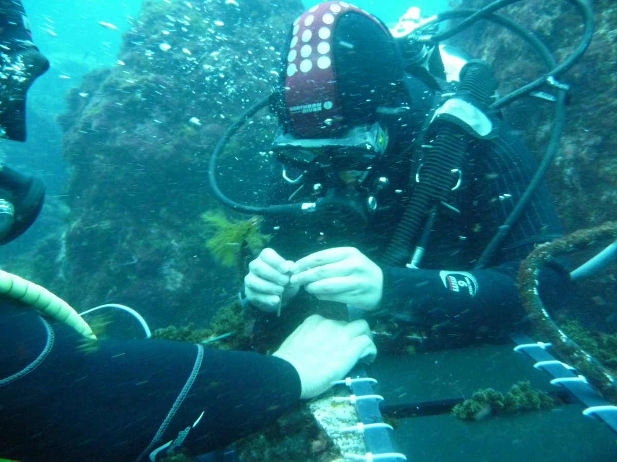 Wese Project tweet media