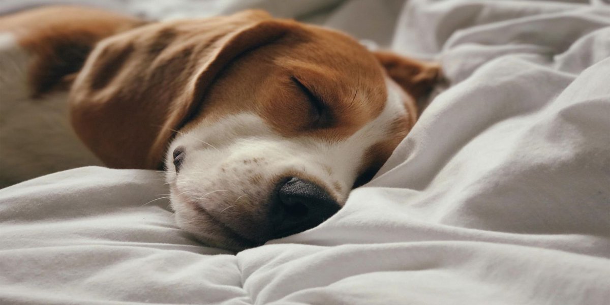 HISKanata's tweet photo. Did you know? We're #petfriendly and look forward to welcoming all well-mannered dogs and cats with a special treat.
Book your stay with us today: https://t.co/jVumYw8Qt7.
PS: Today would be a great day to roll over & stay in bed.
#ottrain #rainday #myottawa https://t.co/iokN8RfeZ9
