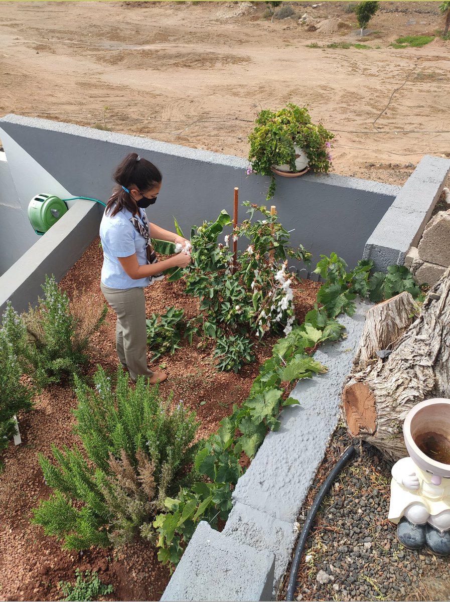 @SvcLaura using the #cotton that we are growing in our #EcoGarden for the #Halloween2021 decorations #SunsetViewClub #DiamondResorts #DiamondGoGreen @Rtccsvc_luisa @NoemiG_RC @juanmaintenance @Lidia_SVC @Hamidreception @IneseSvc