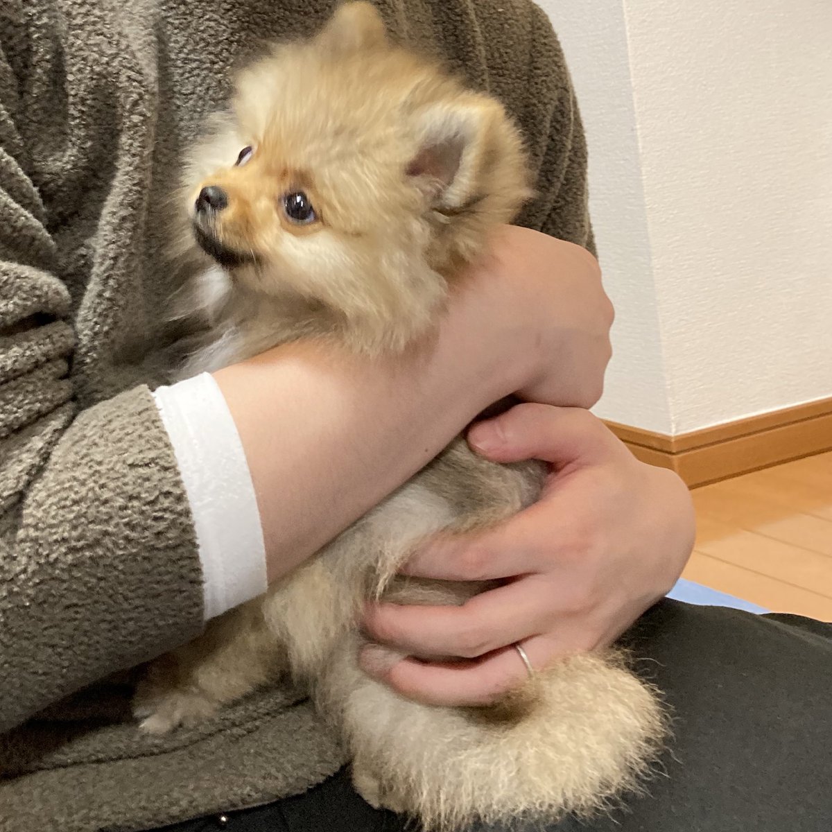 ころも (@pome_koromo) / Posts / X