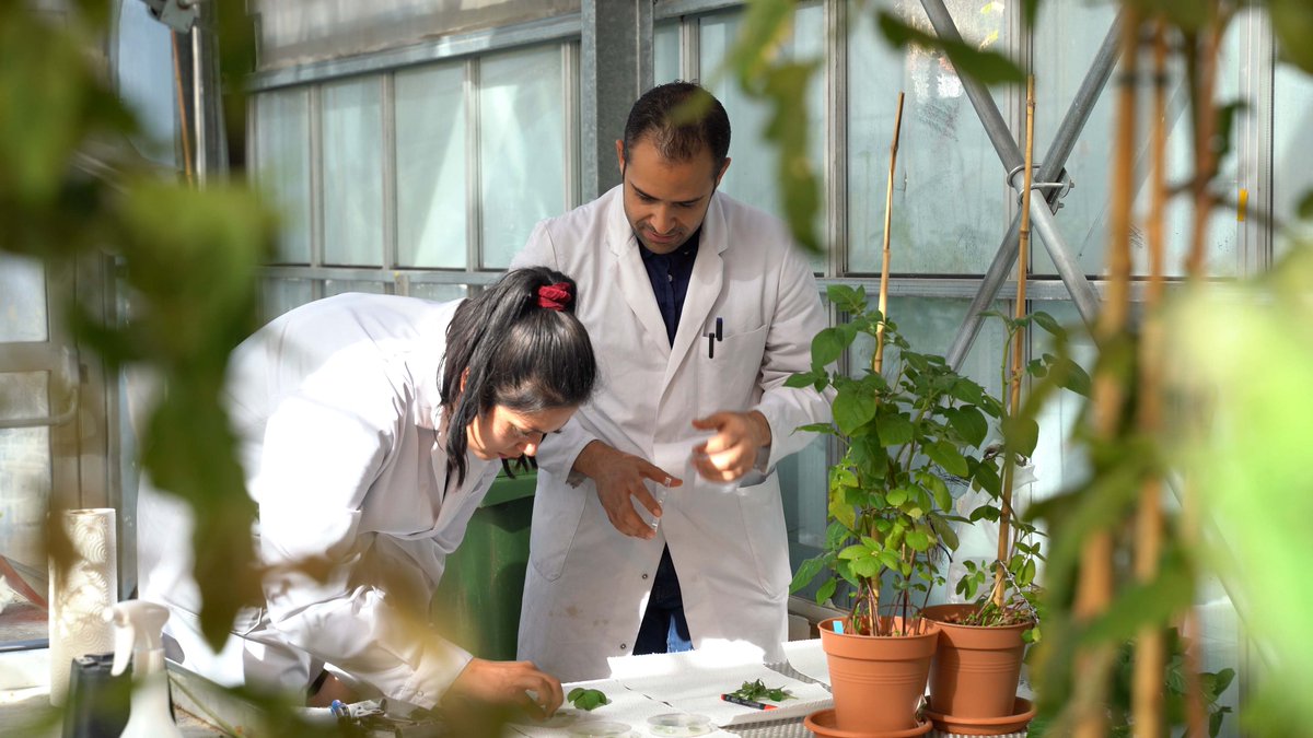 Uni Fribourg (@unifr) on Twitter photo Pourra-t-on un jour se passer de fongicides? Des chercheuses de l'#Unifr cherchent à mettre à profit l'odeur dégagée par certaines bactéries présentes sur les plantes pour les protéger des pathogènes. Une piste prometteuse! A lire dans #AlmaGeorges bit.ly/3vSAlhh Pourra-t-on un jour se passer de fongicides? Des chercheuses de l'#Unifr cherchent à mettre à profit l'odeur dégagée par certaines bactéries présentes sur les plantes pour les protéger des pathogènes. Une piste prometteuse! A lire dans #AlmaGeorges bit.ly/3vSAlhh