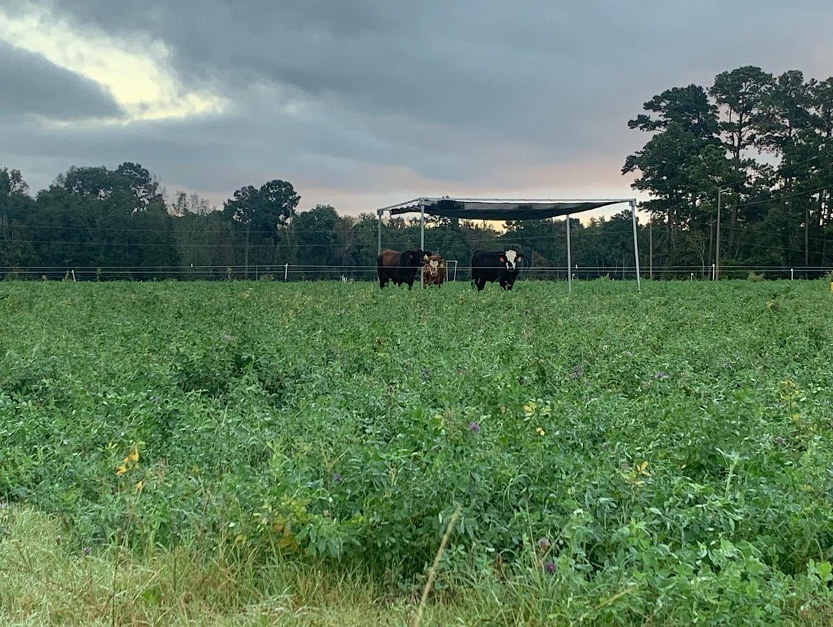 DrJJTuga's tweet photo. Morning views from the #BetterGrazing program - Any day that’s starts with Cows and Grazing is a great day! #UGABeef #GAForages #NiftyTifty https://t.co/VwUPbHm0AC
