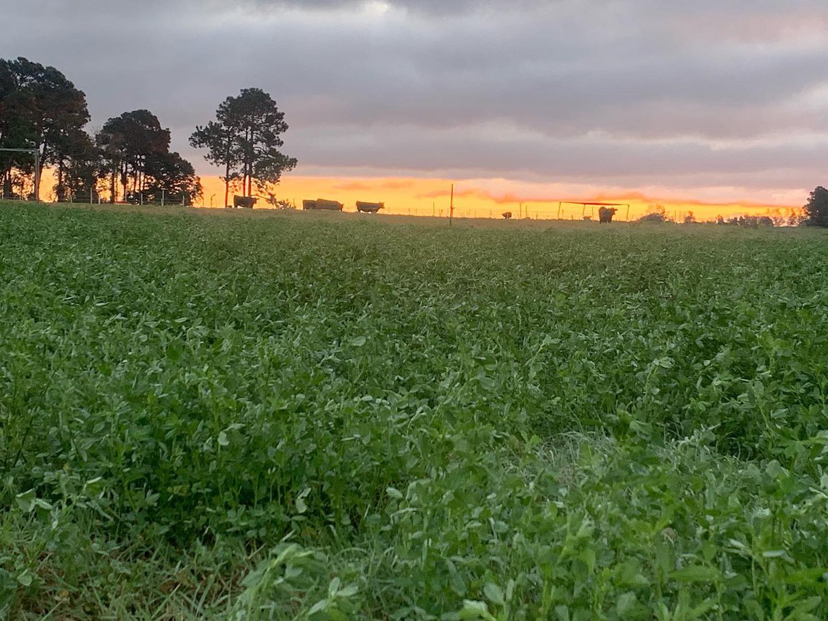 DrJJTuga's tweet photo. Morning views from the #BetterGrazing program - Any day that’s starts with Cows and Grazing is a great day! #UGABeef #GAForages #NiftyTifty https://t.co/VwUPbHm0AC
