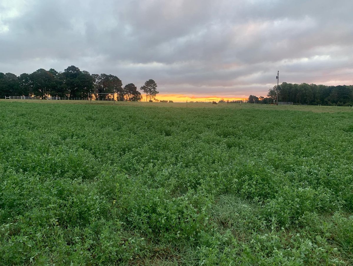 DrJJTuga's tweet photo. Morning views from the #BetterGrazing program - Any day that’s starts with Cows and Grazing is a great day! #UGABeef #GAForages #NiftyTifty https://t.co/VwUPbHm0AC