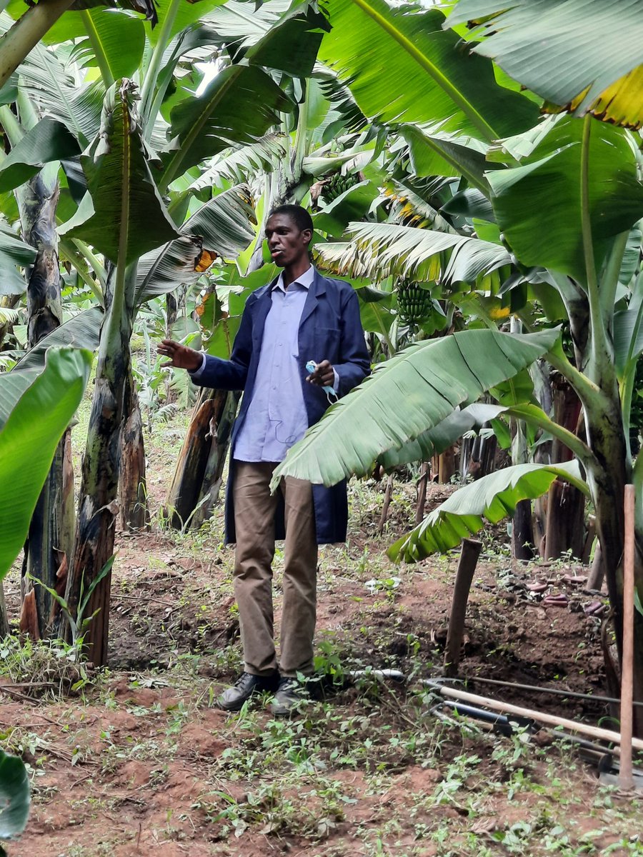muthonimuta's tweet photo. #HybridExtensionArchitecture at play. @Bometcounty a lead farmer sharing learnings of cascading trainings to his group members #peertopeer learning. Thank you Cosmas you have grasped the #TIMPs in banana production well @kcsap_project @WorldBankKenya @kalromkulima @kilimoKE https://t.co/Y1UddgLV1a