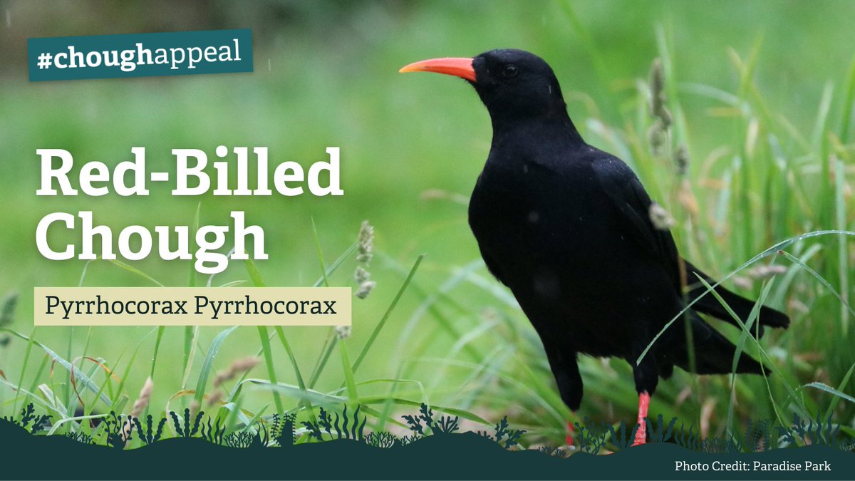 KentWildlife's tweet photo. #DidYouKnow there are only 23 known breeding pairs of #chough in the wild in England?
We plan to change that.
With your help, we can reintroduce chough to Kent!
#WilderKent #WilderFuture #LoveWildlife #wildKent
https://t.co/ROpj8ZQvvm https://t.co/RfxIXF5989