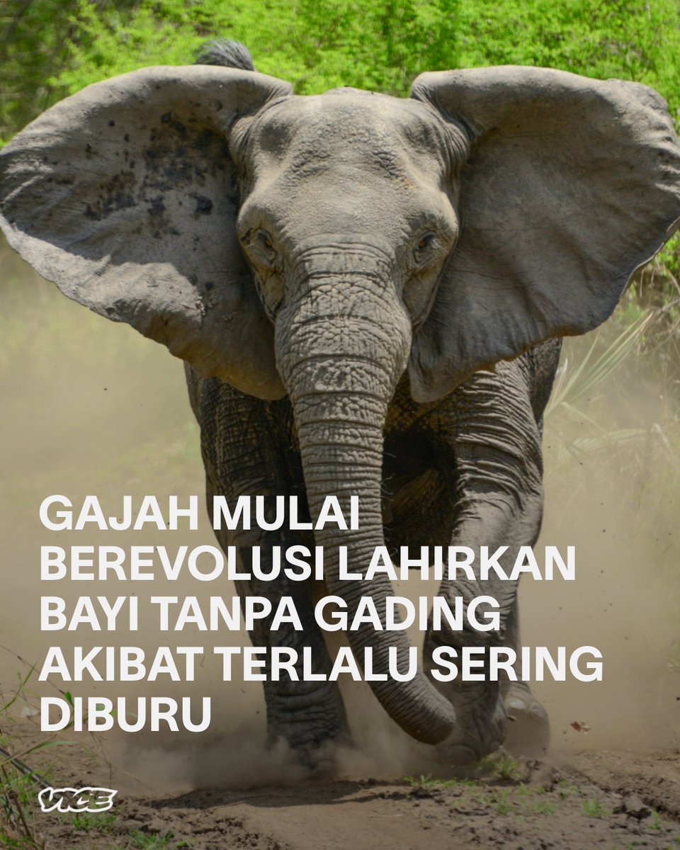 Perburuan gading liar oleh manusia selama ratusan tahun, diyakini ilmuwan memicu peningkatan jumlah gajah betina yang terlahir tanpa gading. ow.ly/8eTy30rYgPC