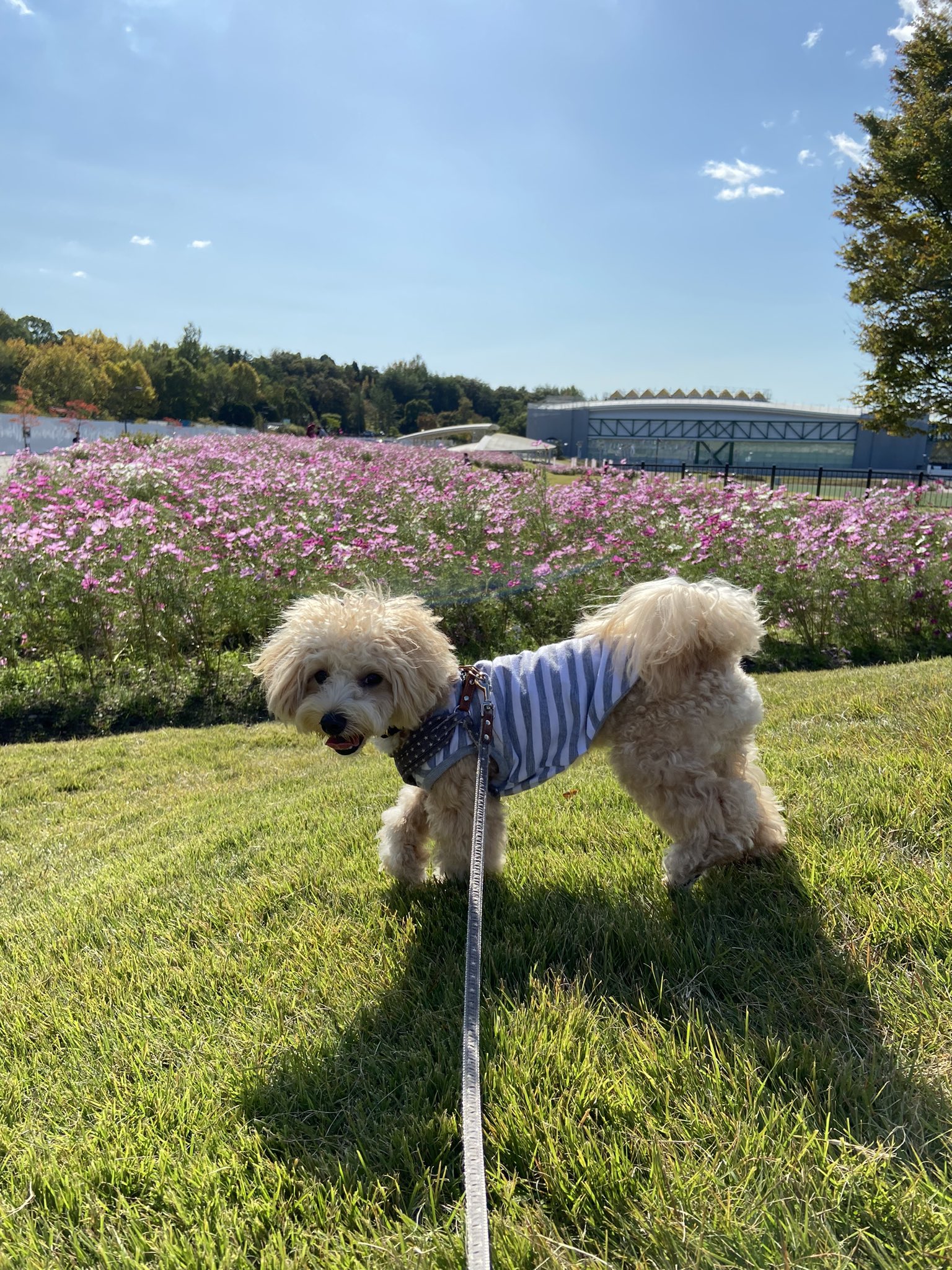 愛 地球博記念公園 Twitter Search Twitter