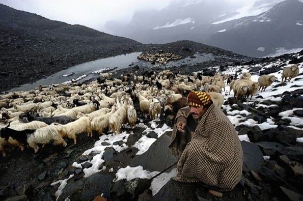 Tribe-3  GADDI TRIBE

Gaddis of Himachal are World famous. The word 'Gaddi' is a generic name and under it are included Brahmins, Rajputs, Khatris, Thakurs and Rathis. Gaddis are inhabited in Bharmaur tehsil of Chamba district and parts of Kangra district.