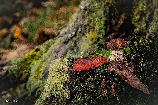 La_Prealpina's tweet photo. 📷 #Dumenza raccontata da voi: "Nel bosco" di Isella Bellotti
#picoftheday https://t.co/sSennX9IrD