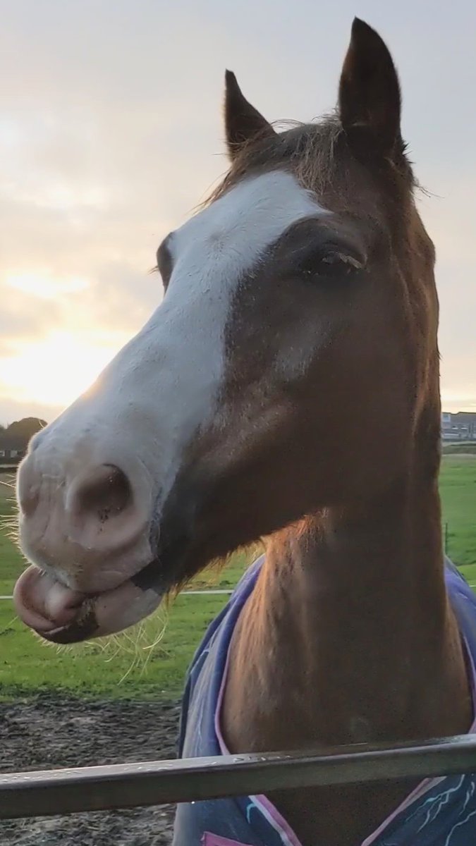 Taz is trying some tongue-twirling for today's entry into #TongueOutTuesday 😋
#NailedIt