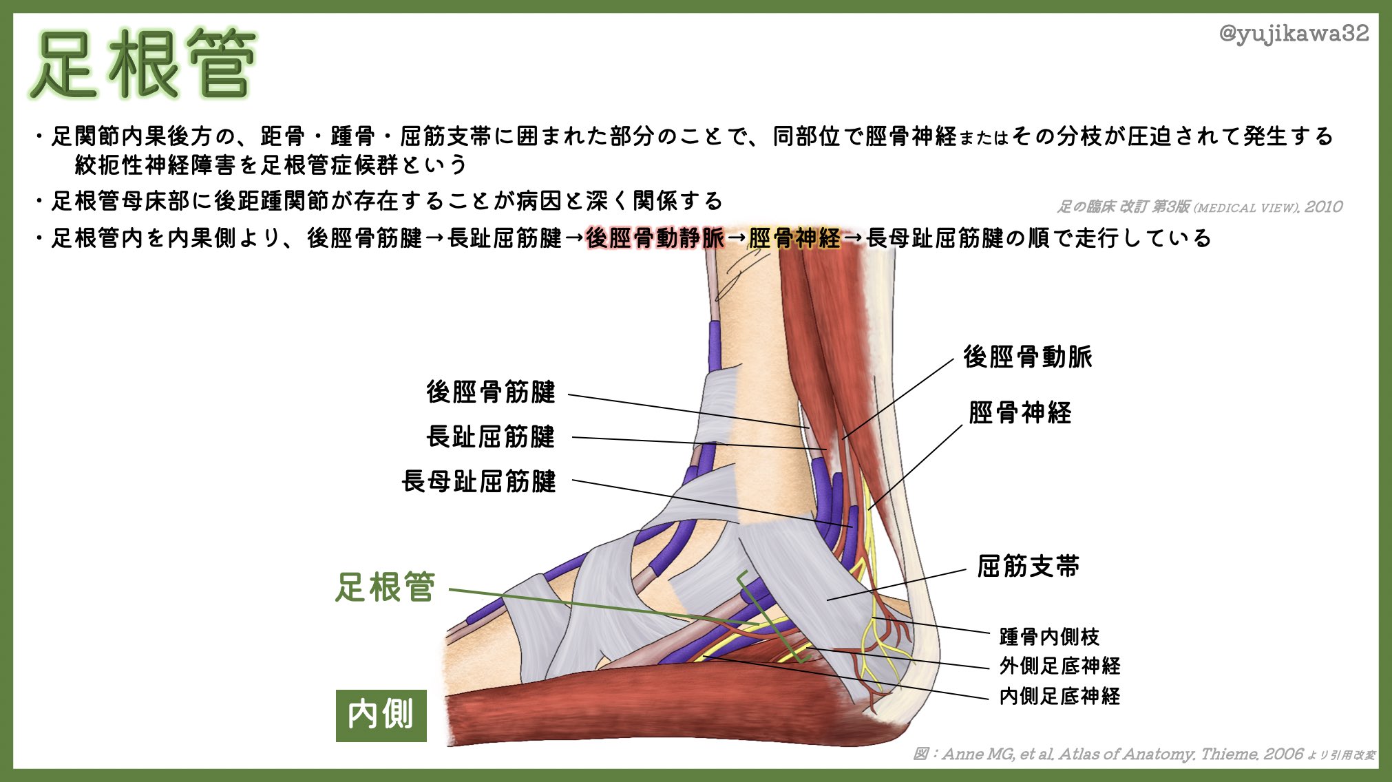 ユジカワ 整形dr イラストレーター 足根管の解剖について 後方からの足関節鏡や この辺りの手術をする際には 足根管内を走行する順番も重要 足根洞が外側で 足根管が内側にあるのもややこしい 足根管 解剖 イラスト日記 T Co