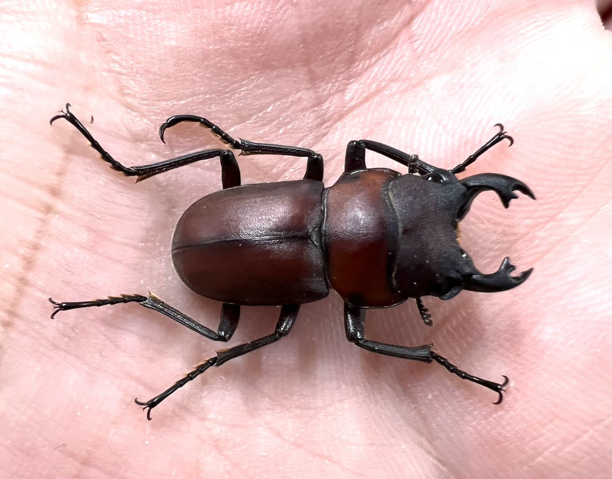 むし社 Mushi91 Twitter Profile Twstalker Com