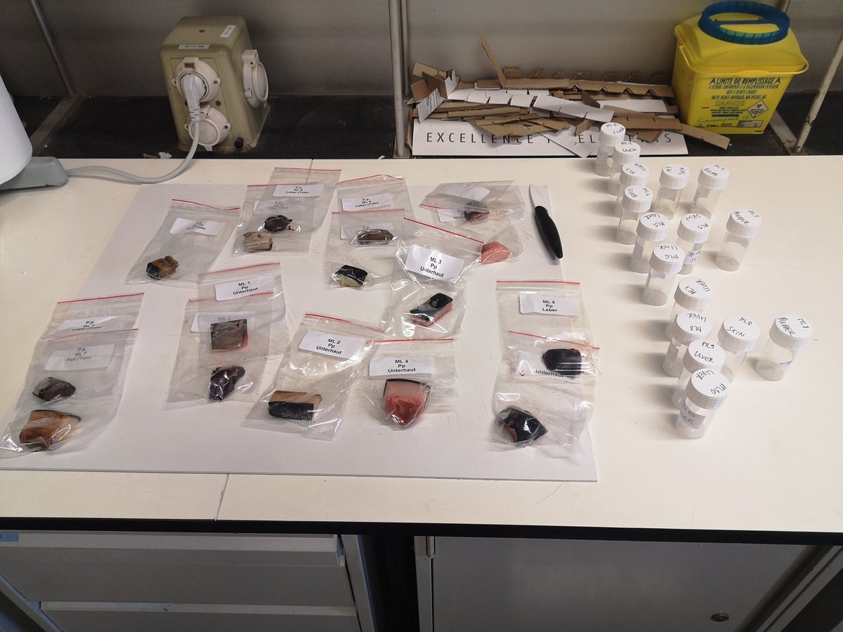 I like to be on #holiday so much that I'm preparing samples for total-mercury analysis. On the menu: harbour porpoises from the Baltic and North Sea.
Is it weird if I say that I missed this smell? 😅

#workaholic 🤓 #mercurypollution #AcademicChatter #missedlabwork