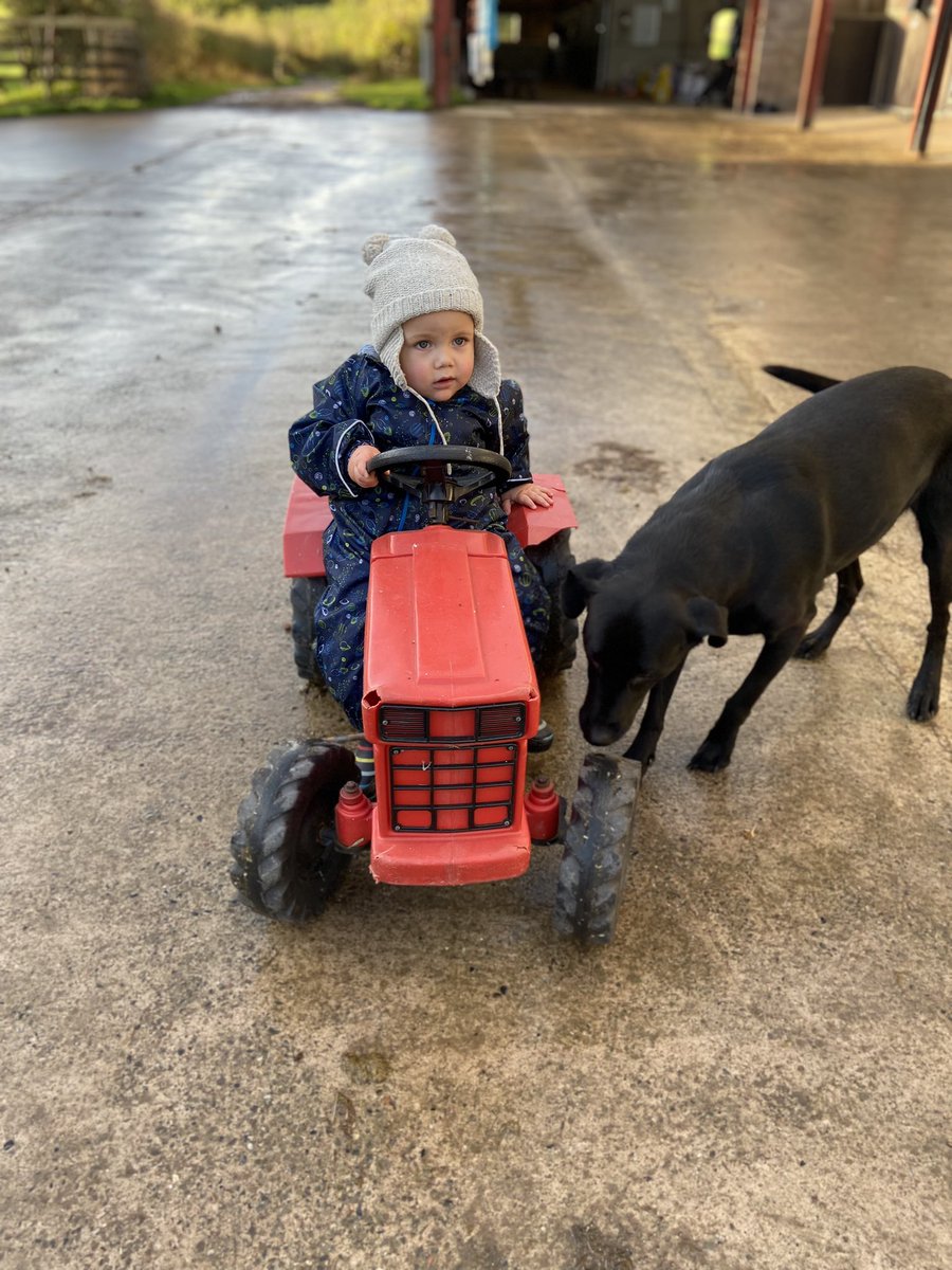 BewleyRacing's tweet photo. Wilf is in charge of yard duties today and heโs getting some help from Rosie the lab! #topworker #teamwork https://t.co/QQGeUSXX9X