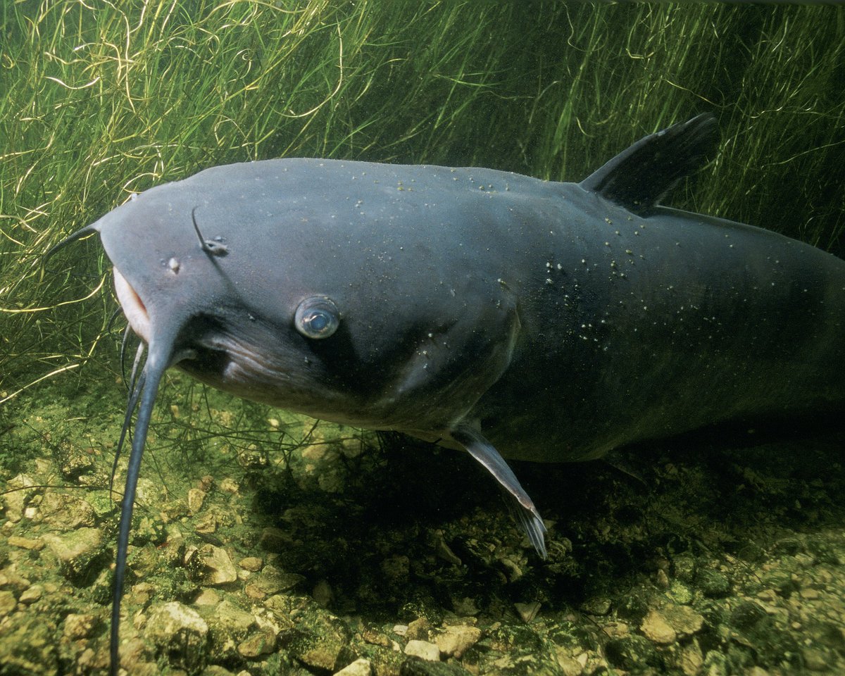 FishingTheSpot's tweet photo. Au Texas, un pêcheur à la mouche remporte un combat avec un poisson-chat bleu, potentiel record du monde 🎣
#texas #fisherman #pecheur #pêcheàlamouche #pechealamouche #poisson #poissonchat #recorddumonde #recordmondial #worldrecord #plandeau #flycraft #flyfishing #flyfishinglife https://t.co/taAD7QoShx