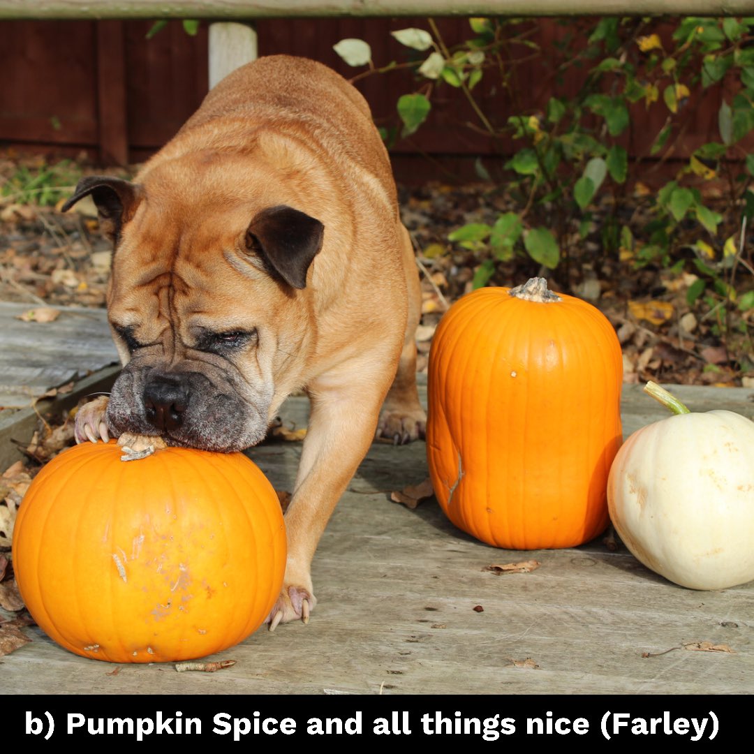 DT_Newbury's tweet photo. Happy #PumpkinDayπ
Who is your favourite pumpkin king or queen?? ππ
Is itβ¦
a) Perfectly posed Pumpkin (Paxo)
b) Pumpkin spice and all things nice (Farley)
c) Cheeky little Pumpkin (Cassie)
d) Pumpkin pusher (Rocky)
Let us know!
#adoptme #cutestpumpkinsinthepatch https://t.co/UeyhsTISWH