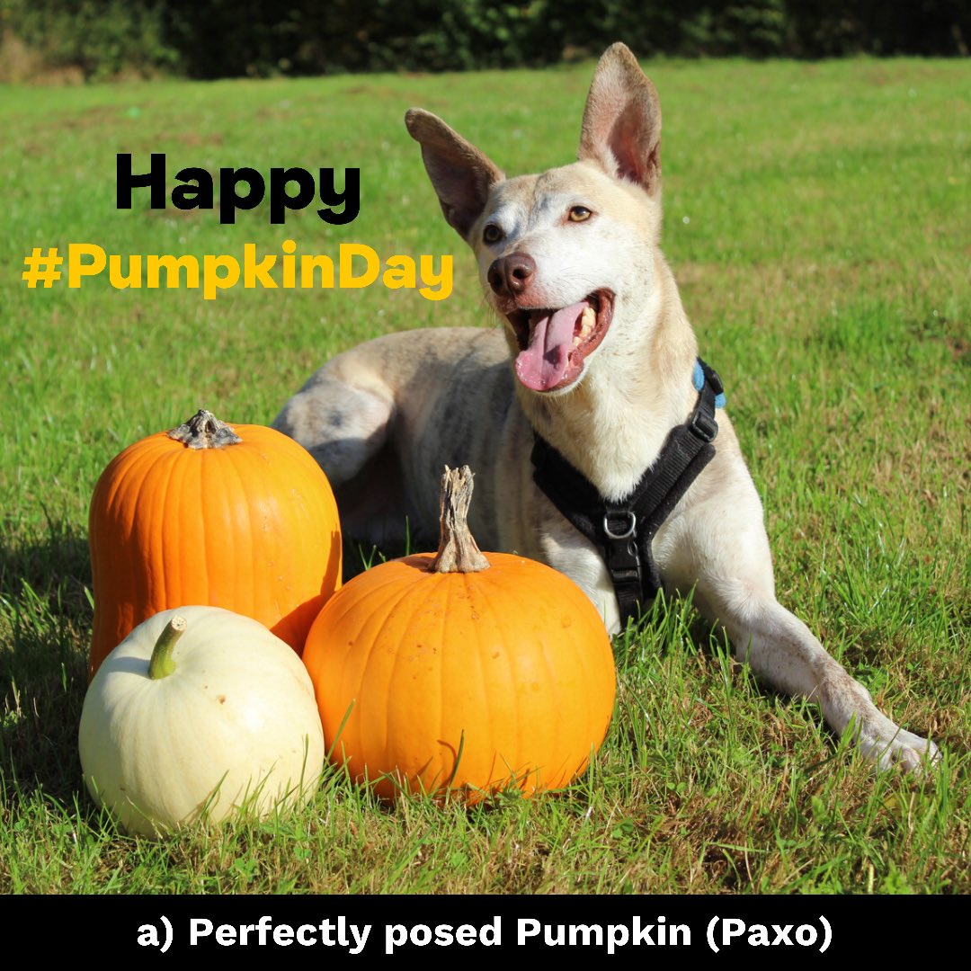 DT_Newbury's tweet photo. Happy #PumpkinDayπ
Who is your favourite pumpkin king or queen?? ππ
Is itβ¦
a) Perfectly posed Pumpkin (Paxo)
b) Pumpkin spice and all things nice (Farley)
c) Cheeky little Pumpkin (Cassie)
d) Pumpkin pusher (Rocky)
Let us know!
#adoptme #cutestpumpkinsinthepatch https://t.co/UeyhsTISWH