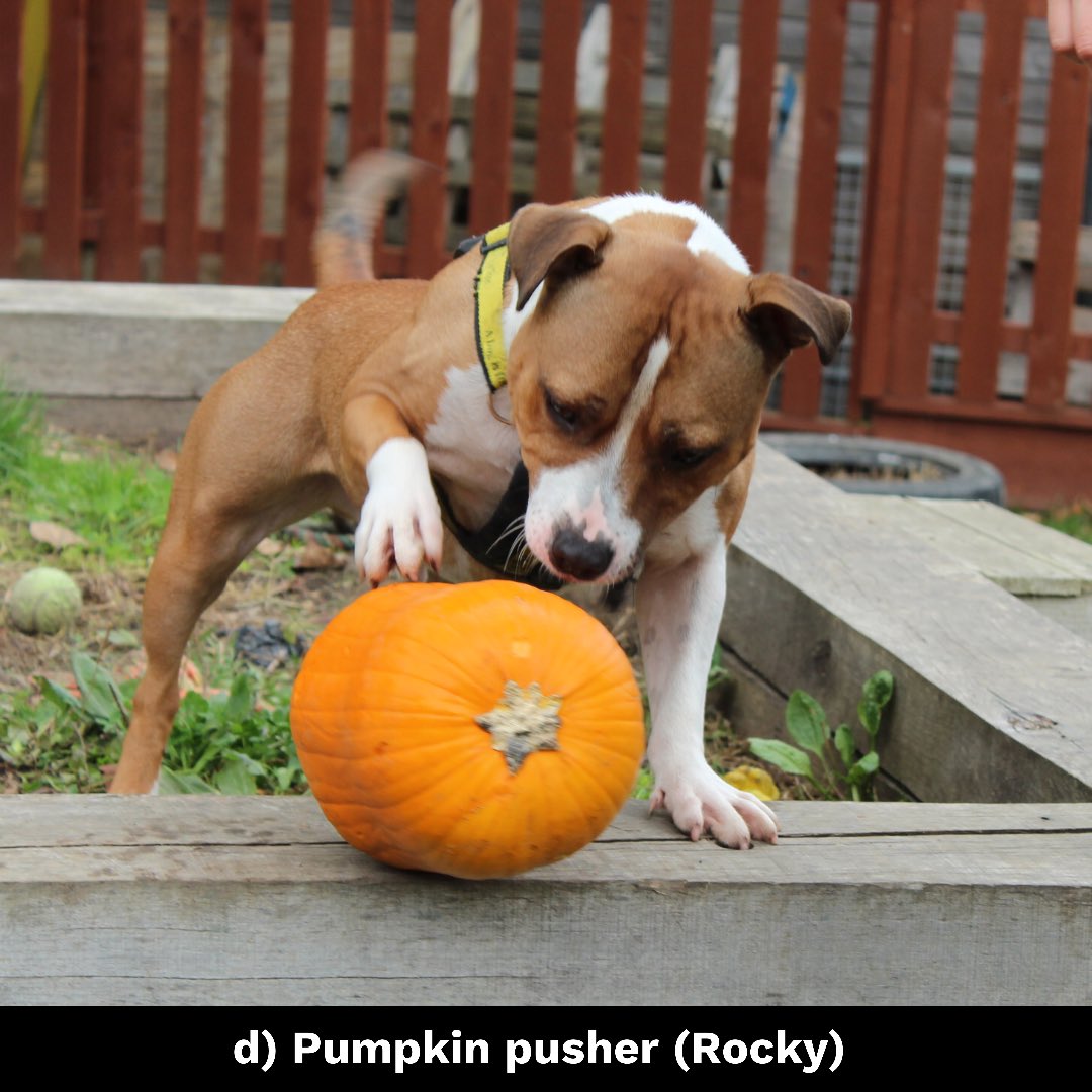 DT_Newbury's tweet photo. Happy #PumpkinDayπ
Who is your favourite pumpkin king or queen?? ππ
Is itβ¦
a) Perfectly posed Pumpkin (Paxo)
b) Pumpkin spice and all things nice (Farley)
c) Cheeky little Pumpkin (Cassie)
d) Pumpkin pusher (Rocky)
Let us know!
#adoptme #cutestpumpkinsinthepatch https://t.co/UeyhsTISWH