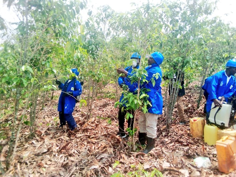 ABPInfos's tweet photo. #Burundi Lancement de la campagne de pulvérisation, de fertilisation et de plantation de nouveaux caféiers pour l'année 2021- 2022. Le secrétaire permanent au @BMineagrie #Emmanuel_Ndorimana
 Les activités se déroulent à la colline #Mugutu, zone #Gitaba commune &amp; @makambaProvince https://t.co/VRKXpwIUUv