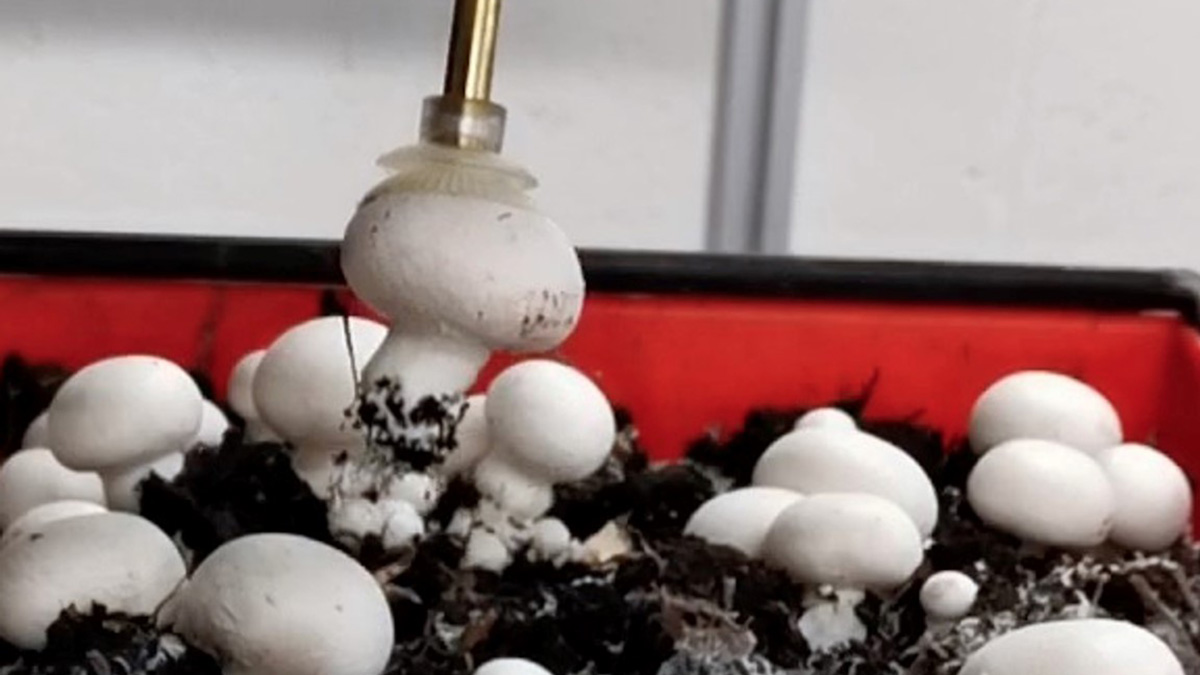 UCamEnterprise's tweet photo. Congratulations to @AgritechCeres on the launch of their first three spin-outs: #AgaricusRobotics, #FruitCast #Cellexcel. Click now for the full story: https://t.co/PPMV9NsF8F @uniofeastanglia @UniofHerts @unilincoln @UniofReading @niabgroup @Rothamsted @JohnInnesCentre #AgriTech https://t.co/dBV3vElBHs
