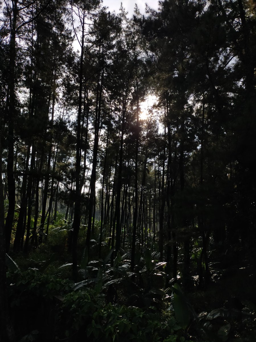 irrandara's tweet photo. @samsungID dibalik bayang bayang pohon mengintip sang surya ⛅ #GalaxyS21 #WithGalaxy #EpicCreationEveryday @samsungID 
@UGHSZEROCLOCK @aesthyng @ygbswr https://t.co/65sRjN2bat