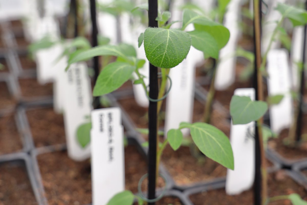 PotatoWorld magazine (@potatoworldeu) on Twitter photo Wageningen University & Research finds new resistances in wild #potatoes. Read the full article, including ground-breaking news for the (seed) potato sector, in our latest e-book, available here:
hubs.ly/H0ZQ-lJ0
<a href="/WUR/">Wageningen U&R</a> | <a href="/WURplant/">WUR Plant</a> | <a href="/pbr_wur/">Plantbreeding WUR</a> | @Dickhylkema | <a href="/JackVossen/">Jack Vossen</a> Wageningen University & Research finds new resistances in wild #potatoes. Read the full article, including ground-breaking news for the (seed) potato sector, in our latest e-book, available here:
hubs.ly/H0ZQ-lJ0
<a href="/WUR/">Wageningen U&R</a> | <a href="/WURplant/">WUR Plant</a> | <a href="/pbr_wur/">Plantbreeding WUR</a> | @Dickhylkema | <a href="/JackVossen/">Jack Vossen</a>