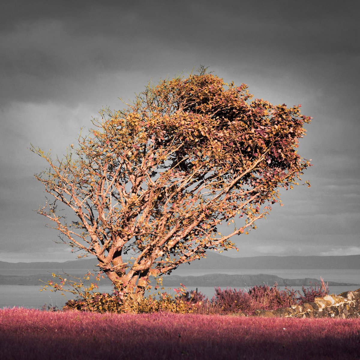Infrared Antrim Coast Tree.

#infrared #infraredphotography #photooftheday #skyhooks #fujixt3