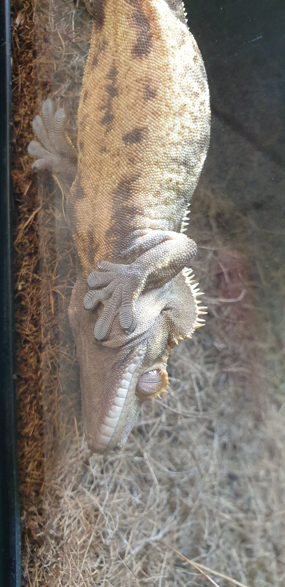 DrSamWard's tweet photo. Marketing footage for @NTU_ARES animal courses...jealous that our students get to work with such amazing animals! #zoobiology #NTU https://t.co/teCwZIDhC9