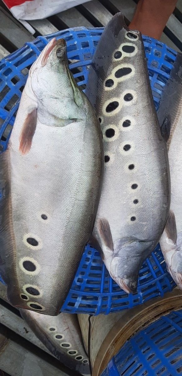 Marisbaseafoodvn (@maris39340799) on Twitter photo Welcome to order
CLOWN KINIFEFISH WHOLE ROUND/WHOLE CLEAN
Latin name: Chitala ornata
Origin: Vietnam
Size: 200/500grs/pc
Packing: bulk 10kgs
Feel free to contact me via WhatsApp: +84911509598
email: marisbaseafoodvn@gmail.com
#seafood, #frozenfish, #seafoodimporters Welcome to order
CLOWN KINIFEFISH WHOLE ROUND/WHOLE CLEAN
Latin name: Chitala ornata
Origin: Vietnam
Size: 200/500grs/pc
Packing: bulk 10kgs
Feel free to contact me via WhatsApp: +84911509598
email: marisbaseafoodvn@gmail.com
#seafood, #frozenfish, #seafoodimporters