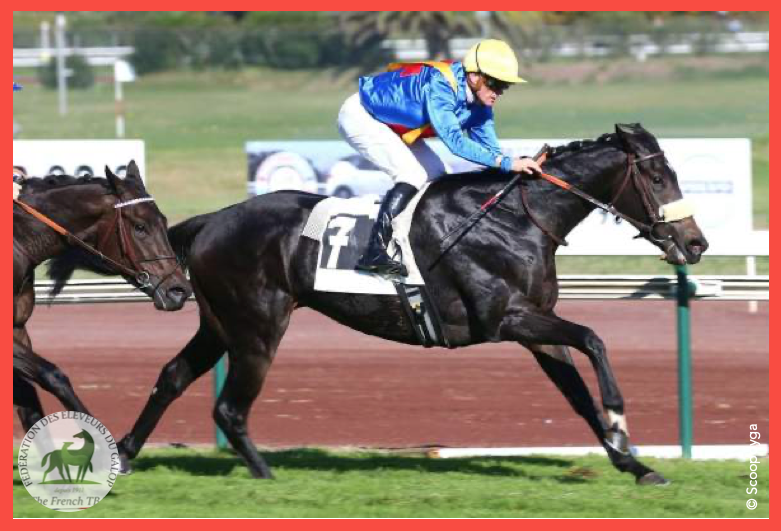 Fedeeleveurs's tweet photo. ⚡️ Félicitations à Jean-Pierre-Joseph Dubois pour la victoire de BLUE WINGS, fille de #WingsOfEagle, dans le Prix Delahante, Listed sur @hippomarseille !
Bravo à toute l'équipe : Cédric Rossi & @franckblondel1 👏
#vivelelevagefrancais #BreedInFrance #RaceAndCare https://t.co/ythUjP7Zb4