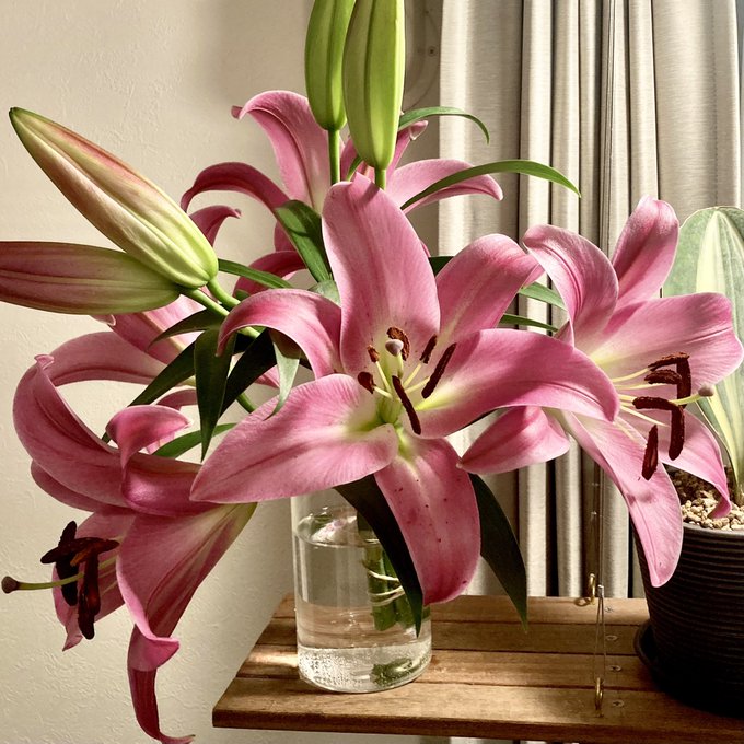 花粉症 高画質 のtwitterイラスト検索結果 古い順