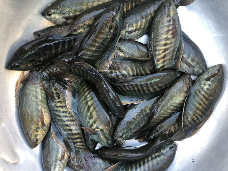 Marisbaseafoodvn (@maris39340799) on Twitter photo Welcome to order
GOURAMI FISH WHOLE ROUND/WHOLE CLEAN
Latin name: Trichopodus pectoralis
Origin: Vietnam
Size: 80/120grs/pc
Packing: bulk 10kgs
Feel free to contact me via WhatsApp: +84911509598
email: marisbaseafoodvn@gmail.com Welcome to order
GOURAMI FISH WHOLE ROUND/WHOLE CLEAN
Latin name: Trichopodus pectoralis
Origin: Vietnam
Size: 80/120grs/pc
Packing: bulk 10kgs
Feel free to contact me via WhatsApp: +84911509598
email: marisbaseafoodvn@gmail.com