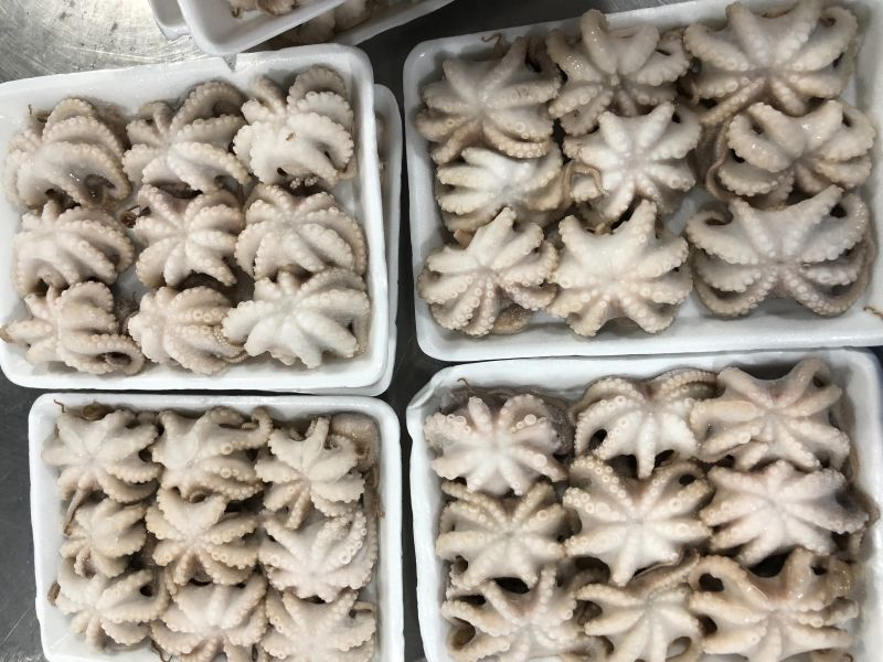 Maris39340799's tweet photo. IQF OCTOPUS (Octopus membranaceus)
Flower- Shaped , Whole cleaned
Size: 5/15 – 16/25 – 26/40 – 41/60 – 61/80 – 60up-80up (pcs/kg)
Packing: Block 2 lbs / vaccum PA bag with sticker x 15 / ctn, glazing 10% or according to customer’s requirement.
 WhatsApp: +84911509598 https://t.co/ShKyZEbsu8
