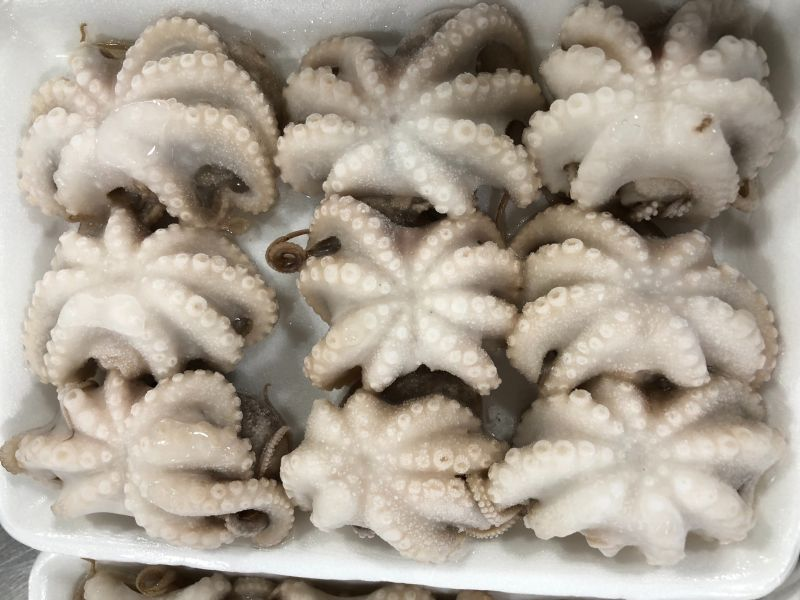 Maris39340799's tweet photo. IQF OCTOPUS (Octopus membranaceus)
Flower- Shaped , Whole cleaned
Size: 5/15 – 16/25 – 26/40 – 41/60 – 61/80 – 60up-80up (pcs/kg)
Packing: Block 2 lbs / vaccum PA bag with sticker x 15 / ctn, glazing 10% or according to customer’s requirement.
 WhatsApp: +84911509598 https://t.co/ShKyZEbsu8