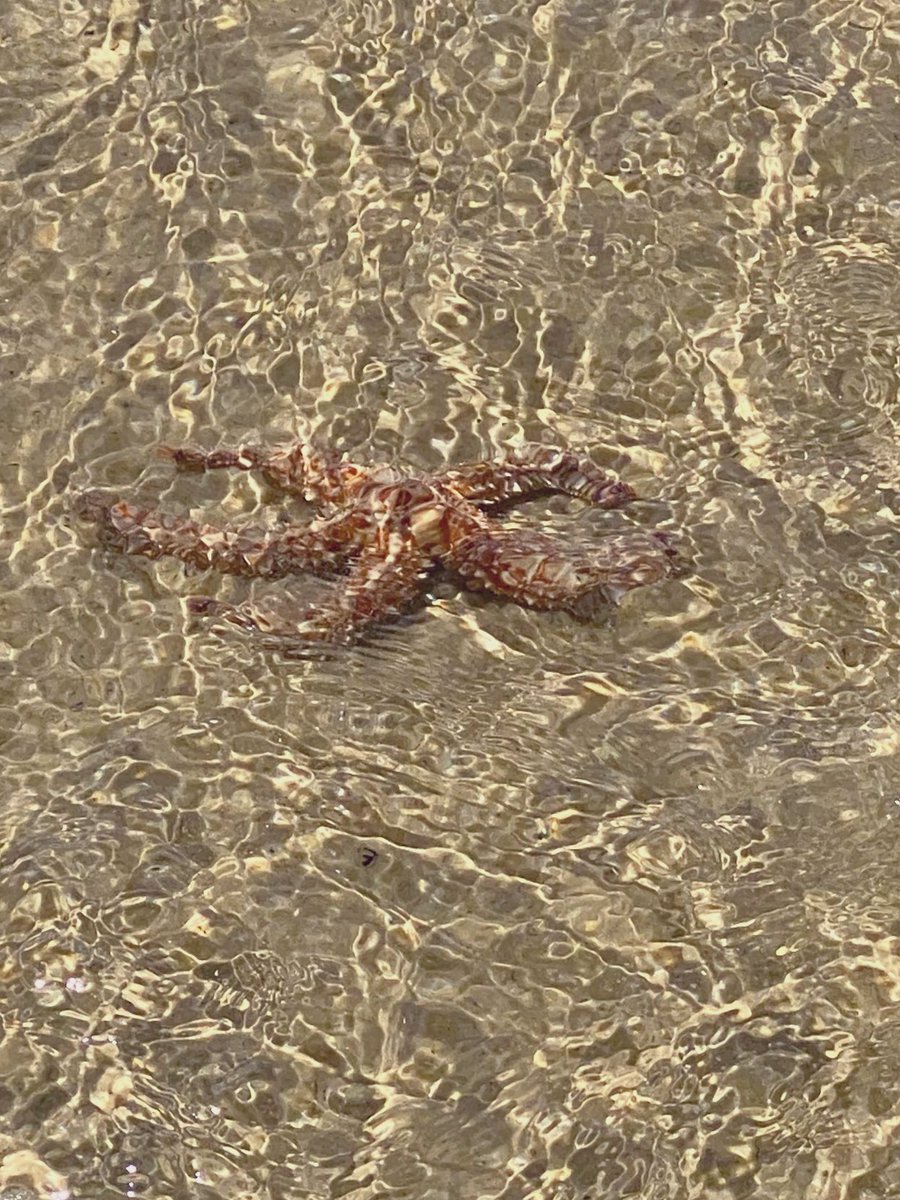 nuria_perpinya's tweet photo. A vegades quan no busques la sort et  ve de cara. La llegenda explica que Posidó va apagar les estrelles del cel perquè caiguessin al mar i un enamorat les pogués regalar a la seva estimada. Són considerades un amulet de la bona sort i d’ajuda per iniciar projectes⚡️
#sudàfrica https://t.co/z2UqnUYSSG