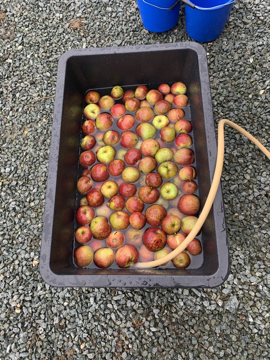 Black Dabinett- perfect for a bit of scrumpy- cider making small scale today!