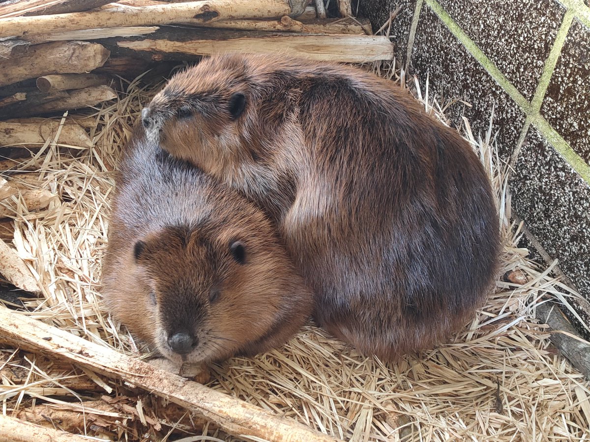 11月に、ナツが山梨県遊亀公園附属動物園へお引越しします。

よければ、ブログをご覧ください。
ameblo.jp/obihirozoo/ent…

夏期開園は11月3日まで。
ご都合つく方、ぜひナツに会いに来てください！

#おびひろ動物園 #アメリカビーバー
#obihirozoo #americanbeaver
#ナツ
(ナツは上、ソラが下)