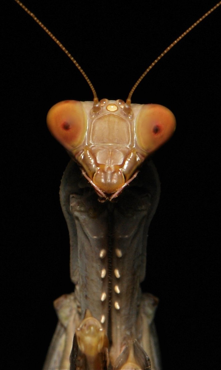 Archillect (@archillect) on Twitter photo 