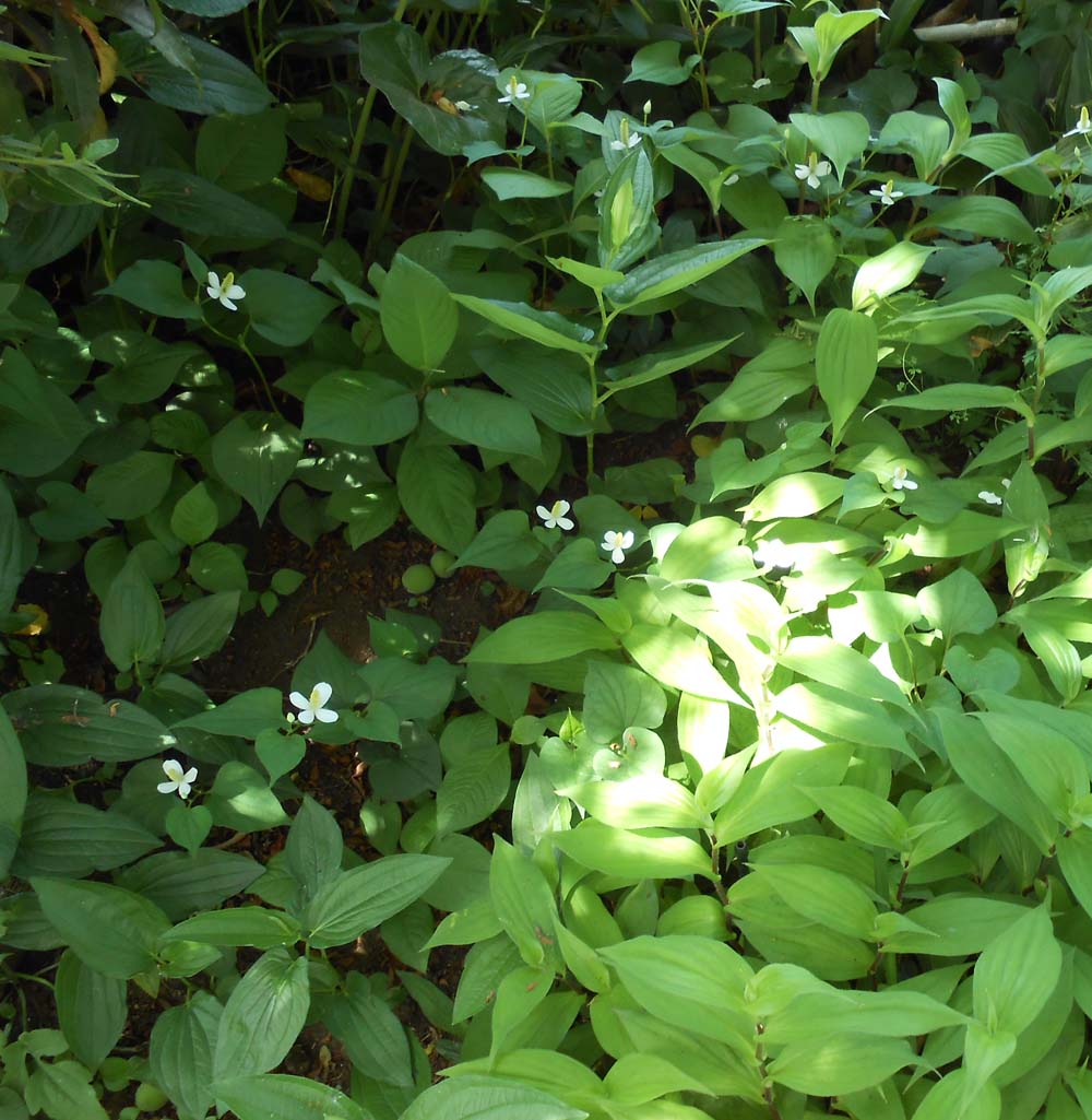 ドクダミとびだんかずらの実際の写真🌿
こうやって描いてると、雑草とかにもいろんな形があるってわかってきました☺️ 