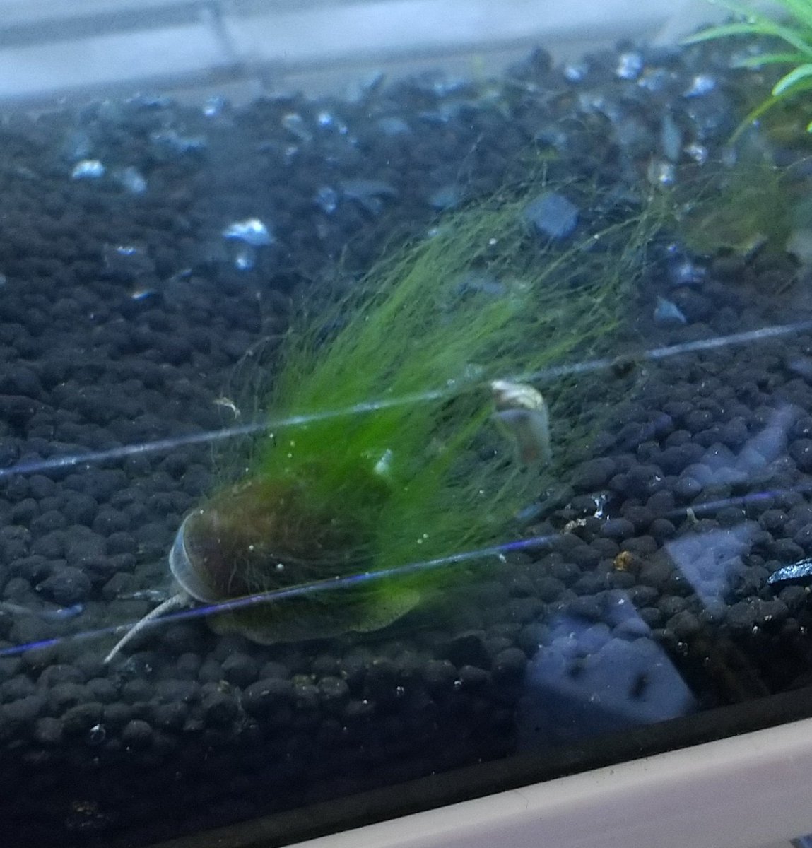 ヒメタニシ ヒメタニシ